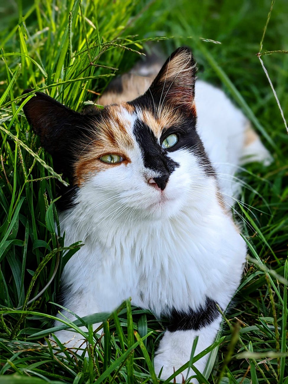 Are there any other hypoallergenic cat breeds besides calicos?