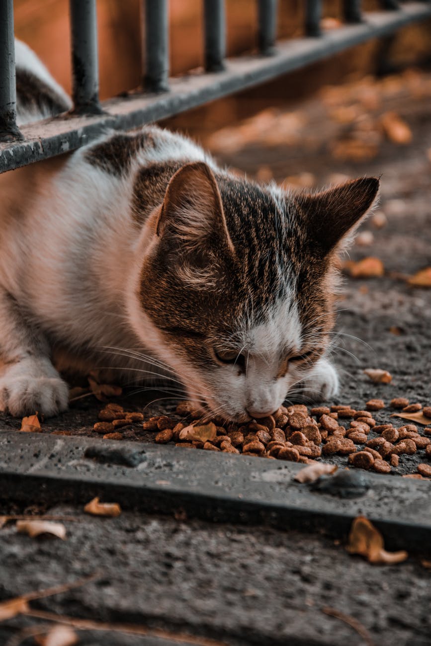 a cat eating the food on the ground
