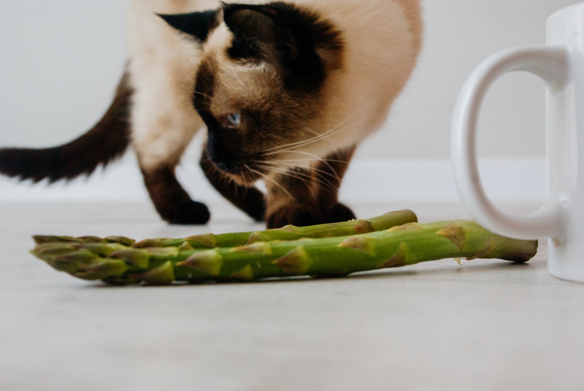 Is Asparagus Toxic to Cats