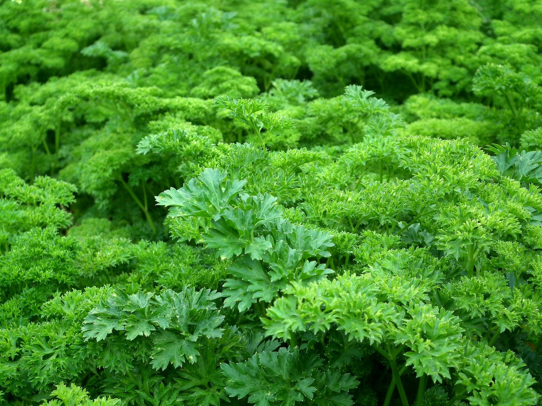 What Type Of Parsley Is Safe For Cats?