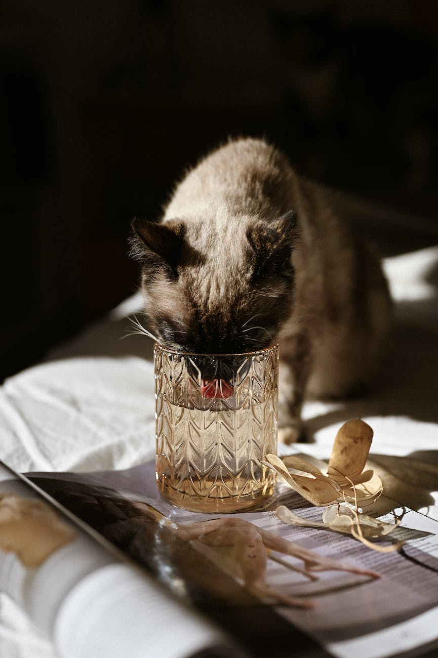 cat drinking water from glass