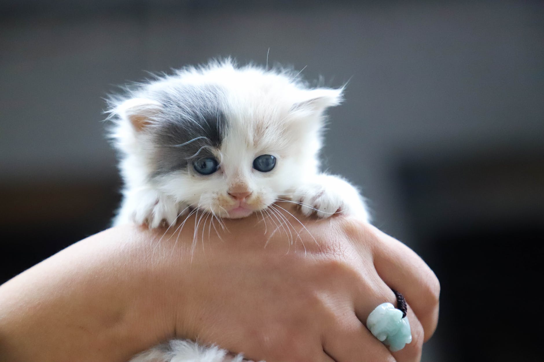 close up photo of person holding white kitten