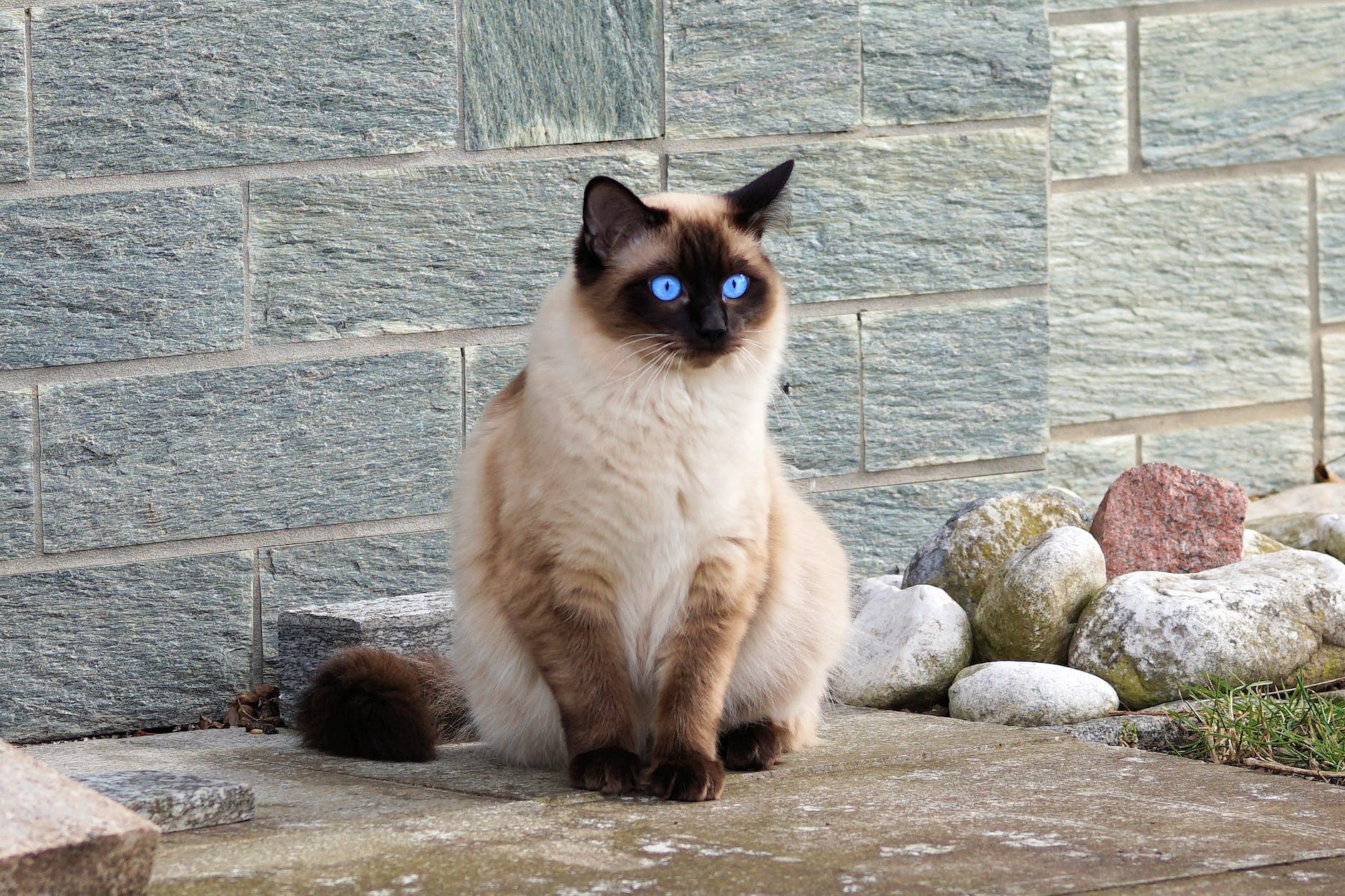 How can you tell if your Siamese cat is dehydrated?