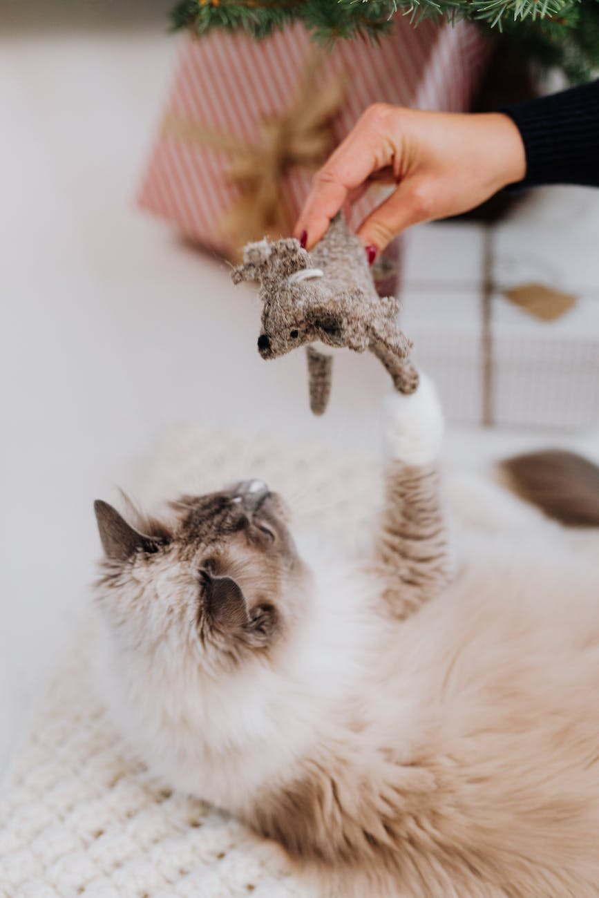 Provide a cat water fountain for your cat.