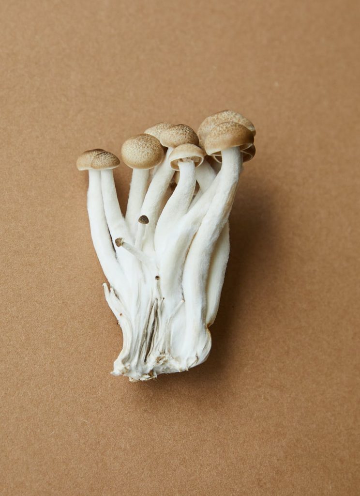 What are the symptoms of mushroom poisoning in cats?