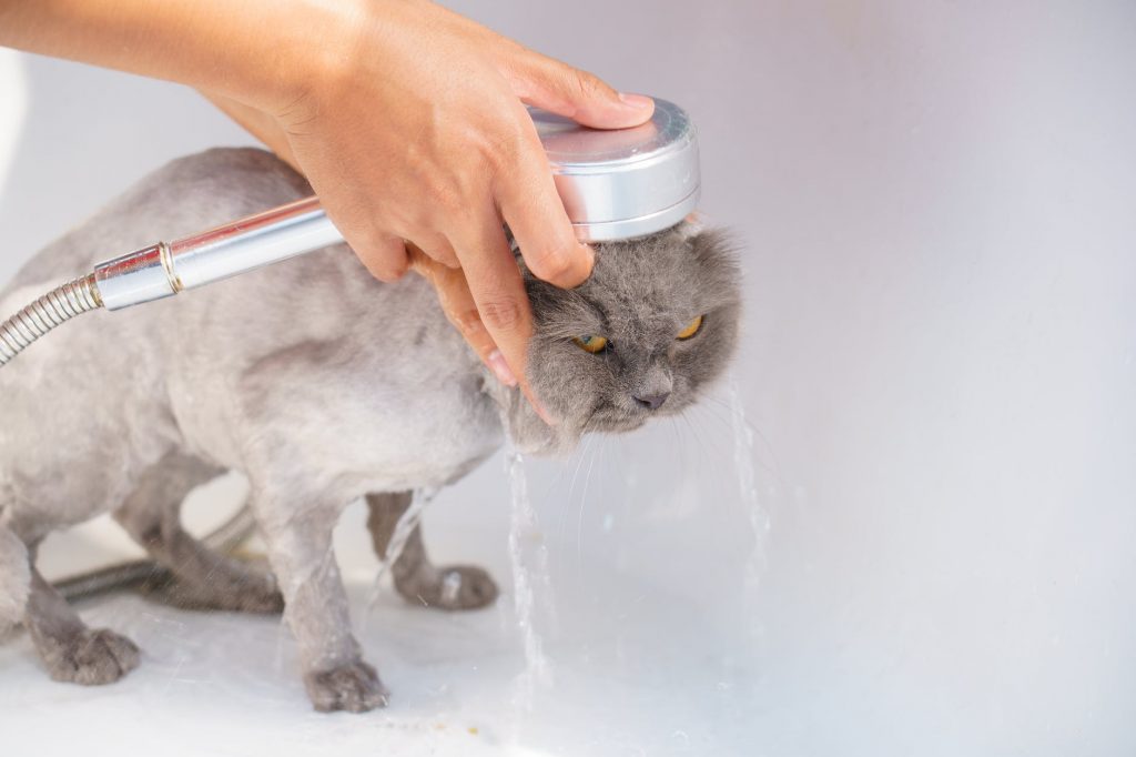 What should you do if your cat starts watching you shower and you’re not sure why?