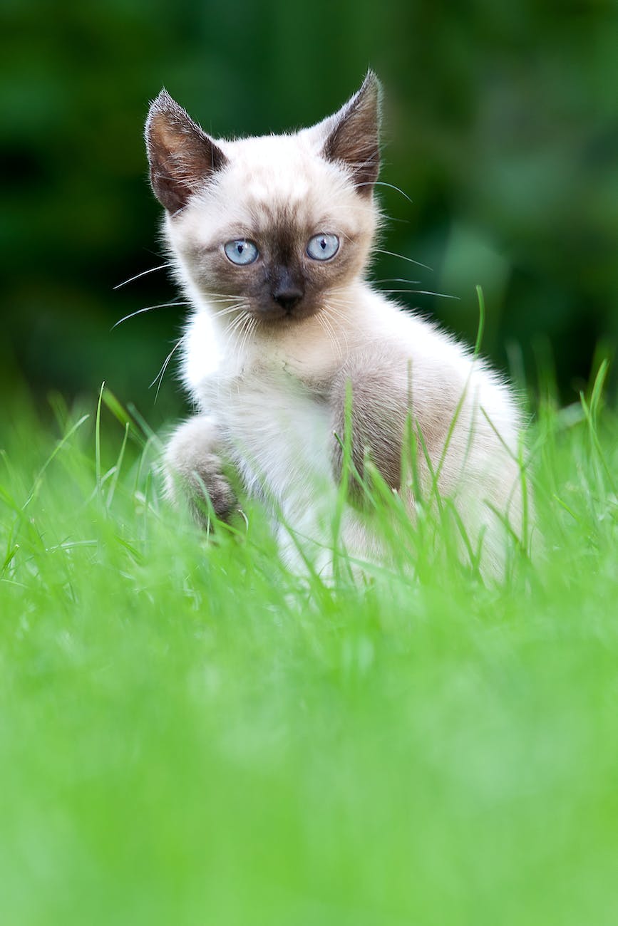 a siamese kitten