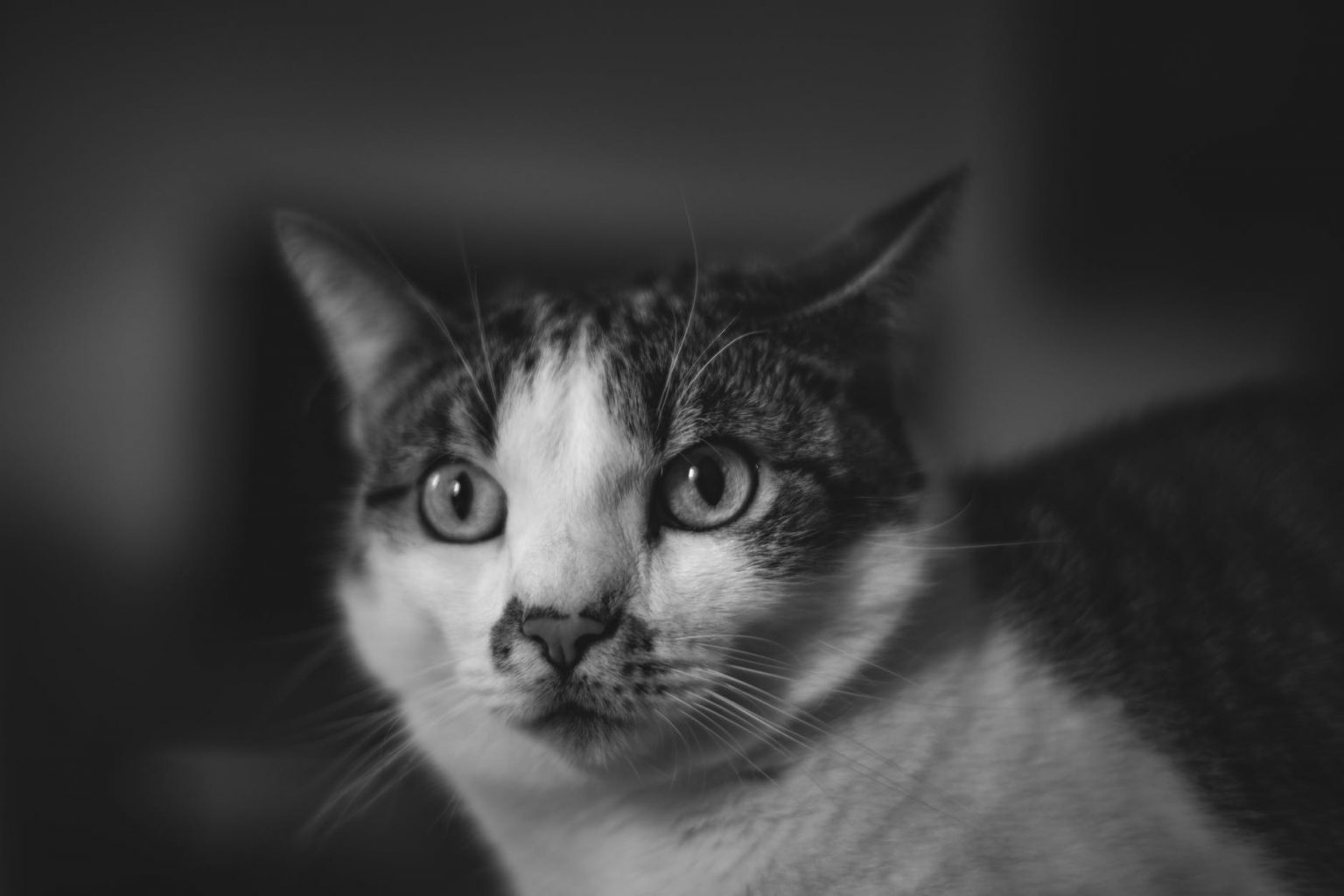 My Cat Is Scared Of Something I Can t See 9 Ways To Help why-is-my-cat-breathing-heavy-and-what-can-i-do-lacey-vets