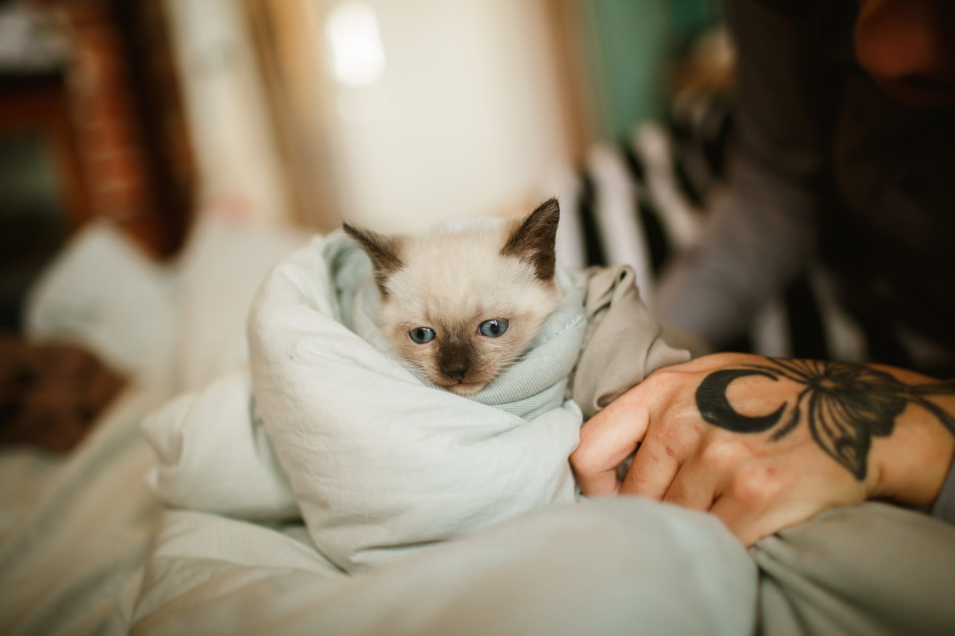 Never use human soap or shampoo for your cat's bathing