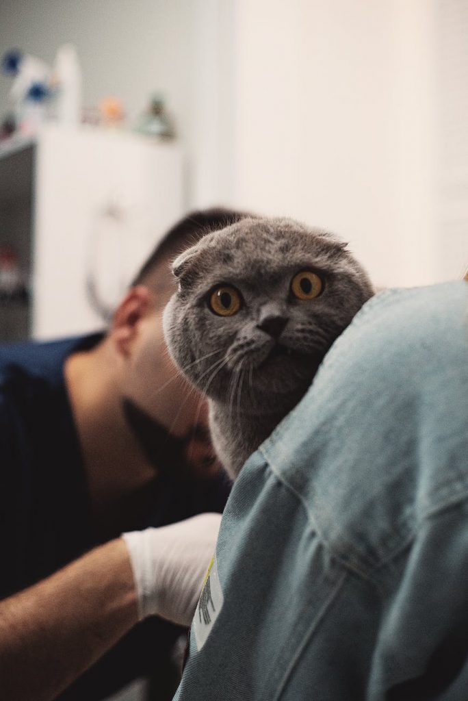 Cat at the vet because cat ate rubber band