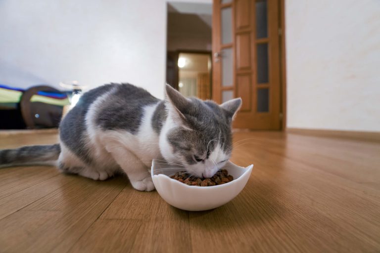 Why Won’t My Cat Eat Wet Food Anymore: What Do I Do?