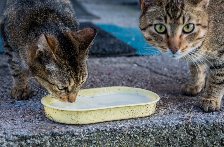 Can Cats Drink Oat Milk? All You Need to Know