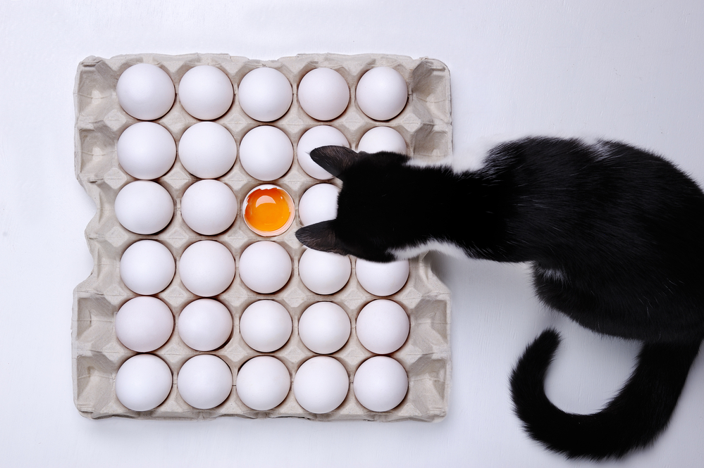 Do Cats Like Eggs?