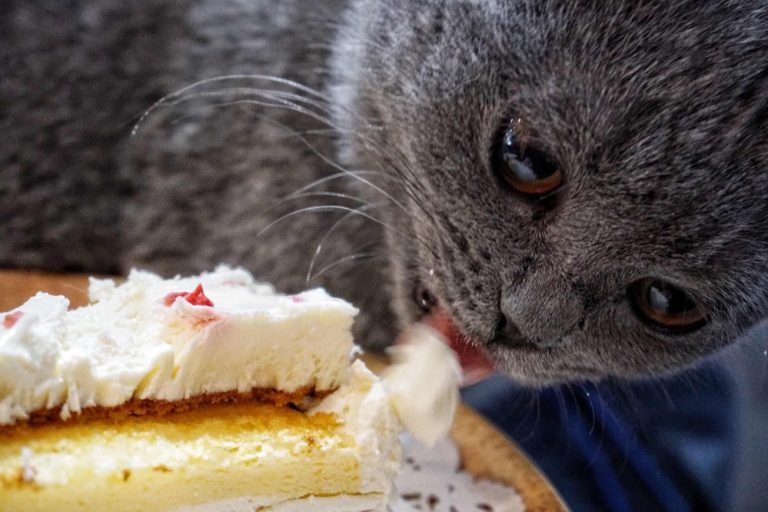 Can Cats Eat Whipped Cream? Is Whipped Cream Bad for Cats?
