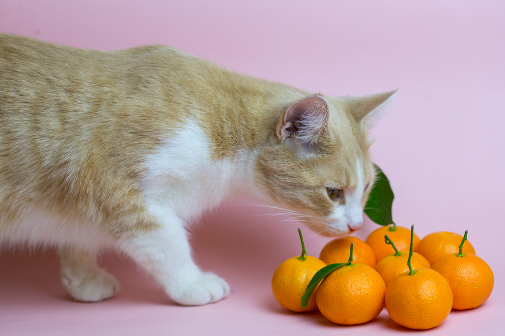 Can cats eat citrus fruits