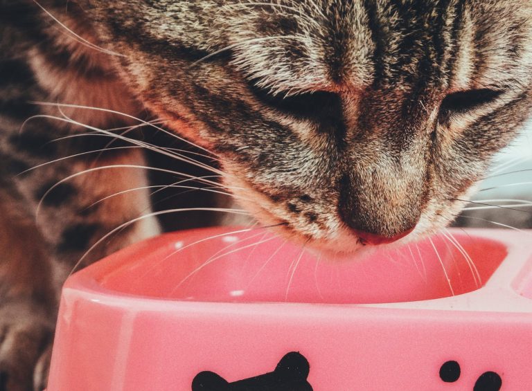 What [Safe, Healthy] Soft Foods Can Cats Eat? A Comprehensive Guide