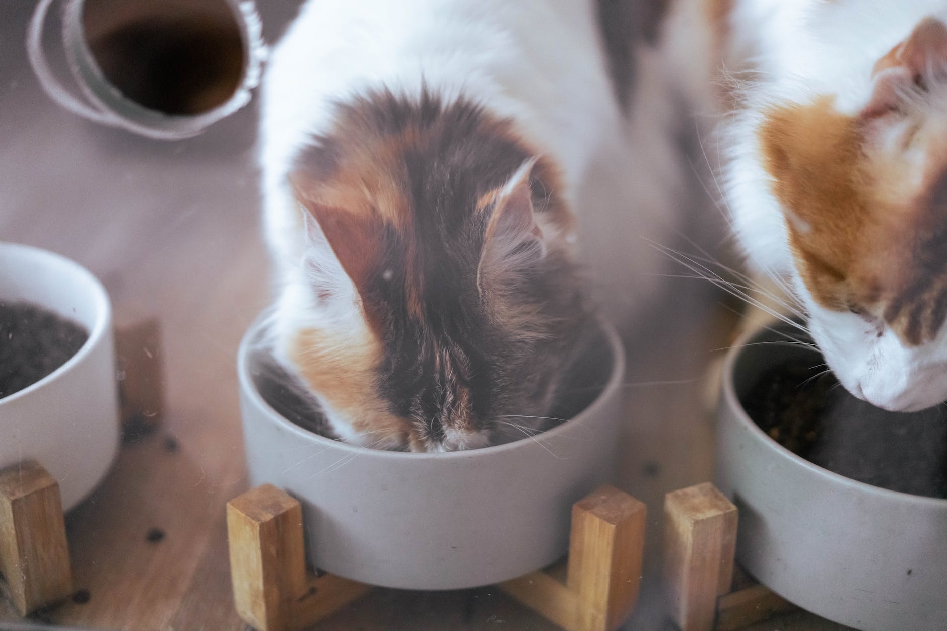 What soft foods can cats eat?