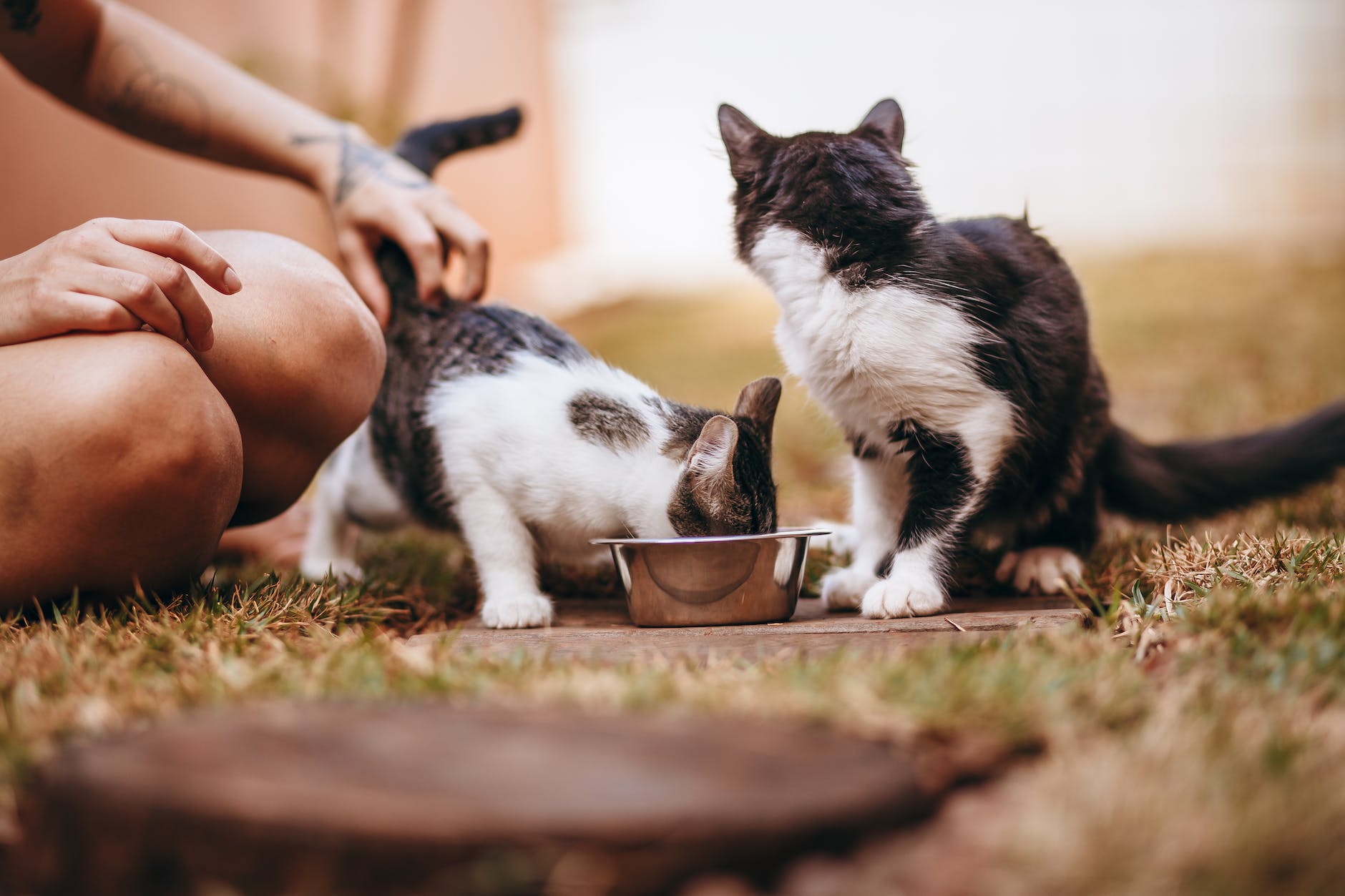 Are there any special considerations for feeding a kitty soft food?