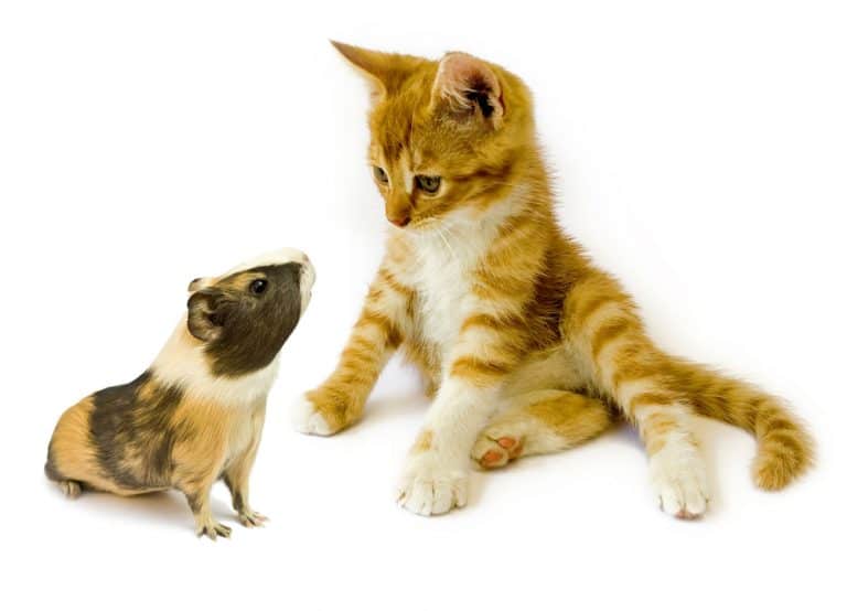 Do Cats Eat Guinea Pigs? 7 Ways To Introduce Them