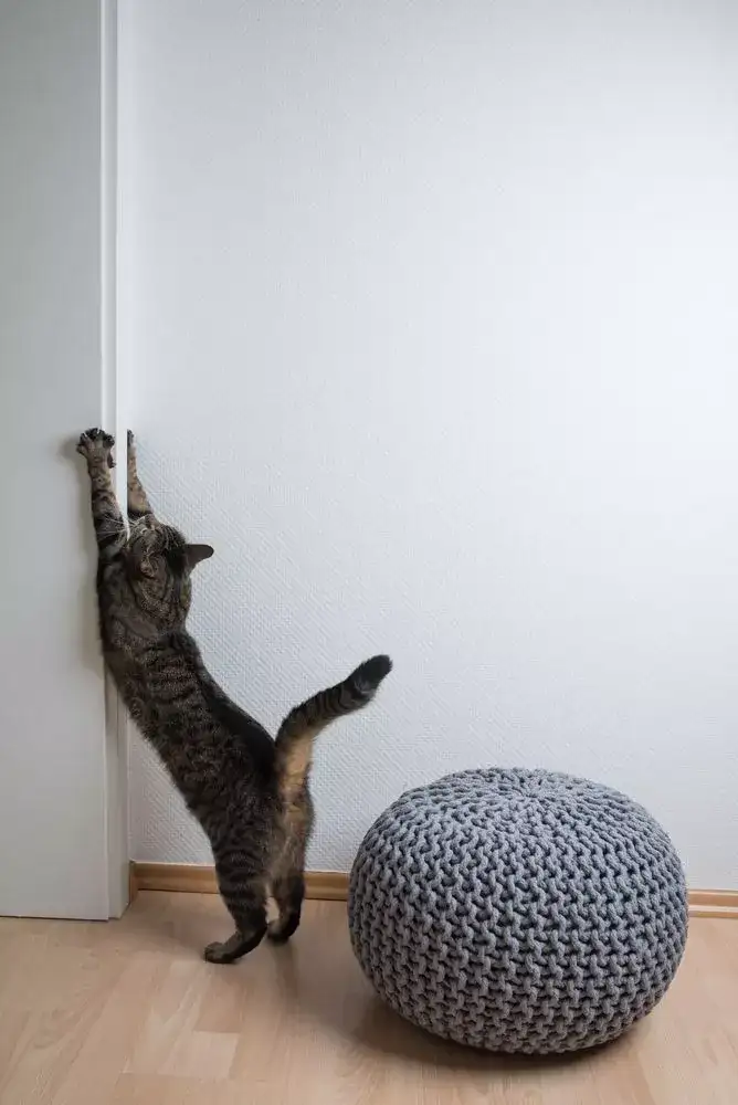 Cat scratching wall