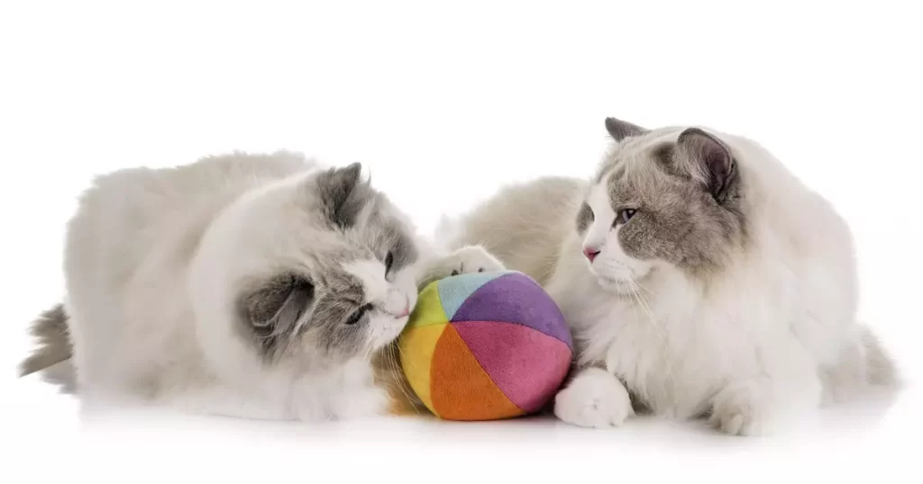 cats playing with toys