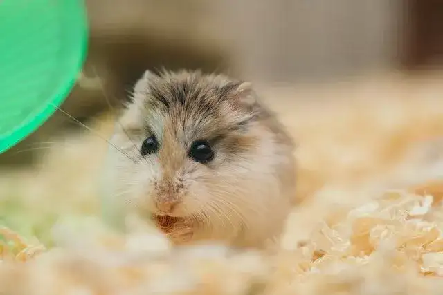 Tips to catproof a hamster cage