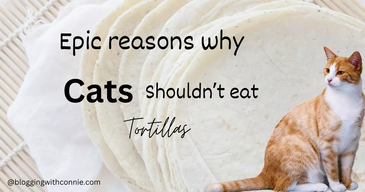 Can cats eat tortilla