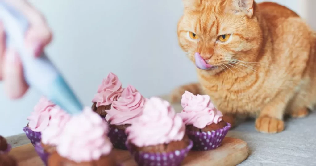 cats eat cupcakes