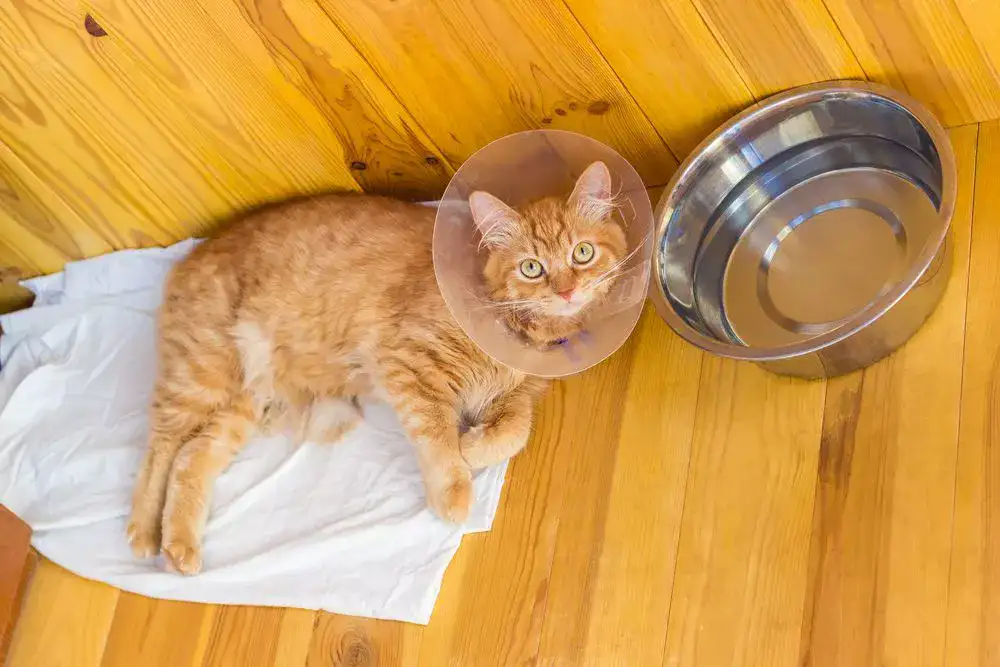 Cat with a bowl of water