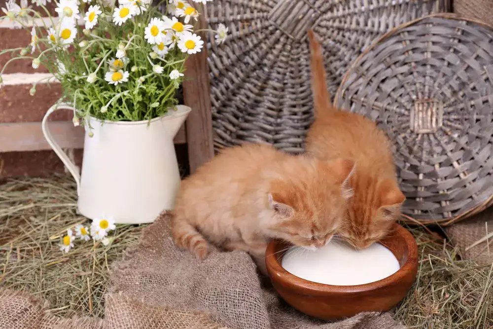 Kittens drinking mlk