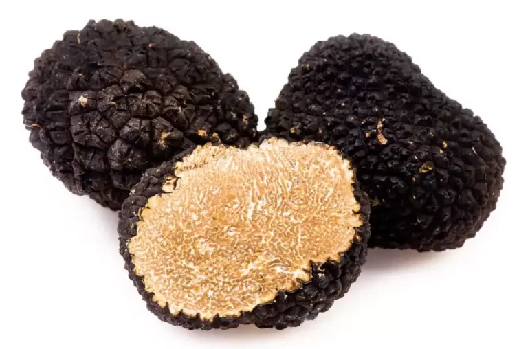 Can Cats Eat Truffles? Everything You Need to Know