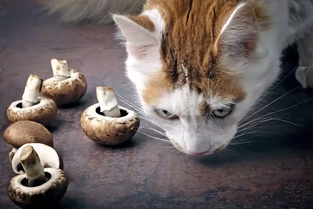 Can cats eat mushroom