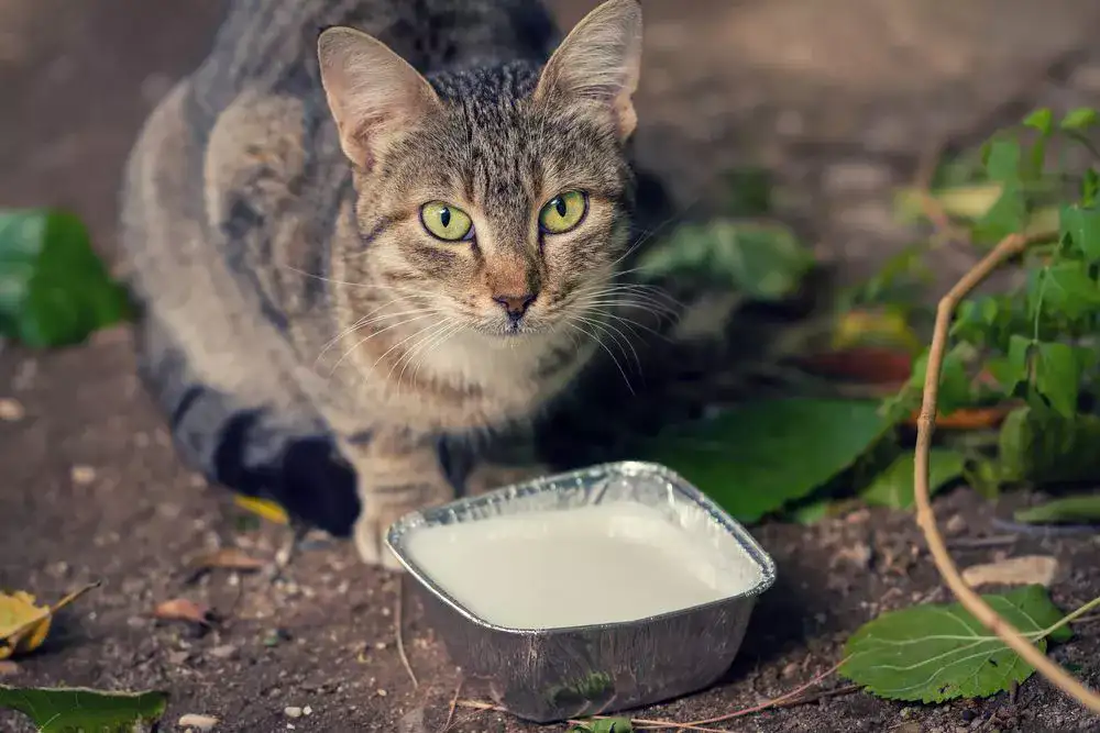 Cat drinking milk