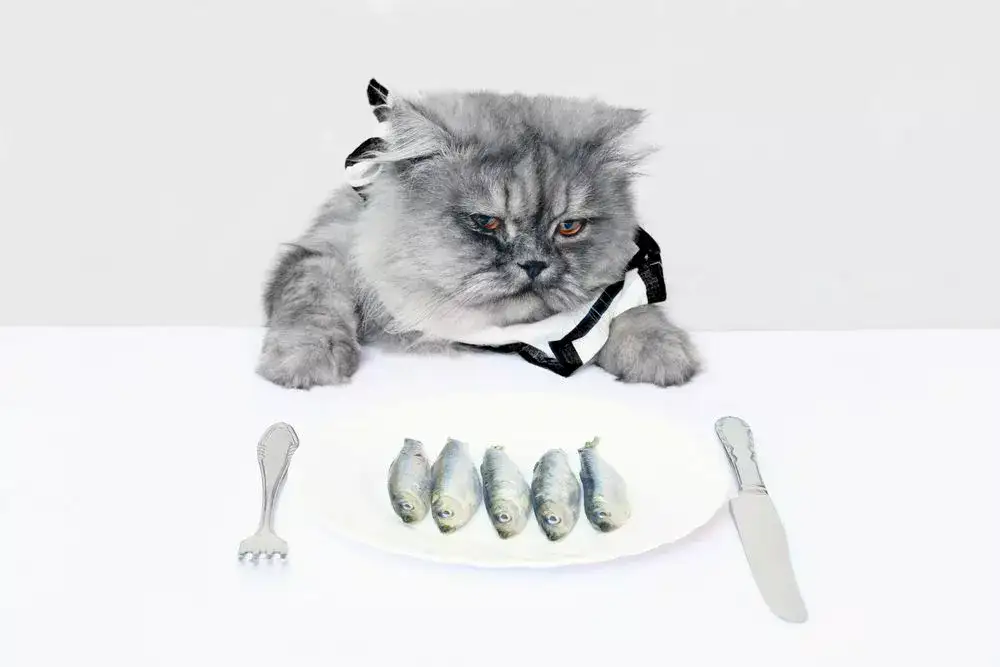 Can cats eat sardines