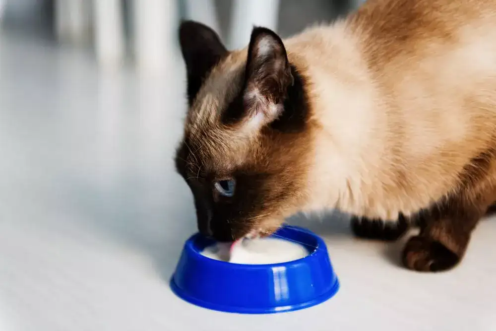 Cat drinking milk