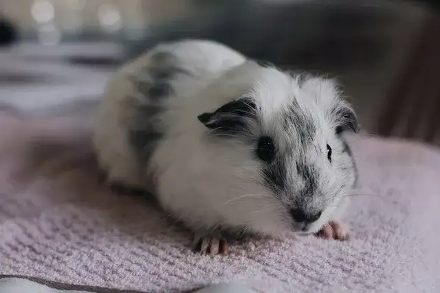 Are guinea pigs scared of cats?