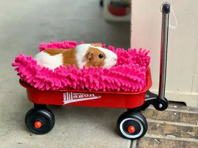 How do I introduce my guinea pig to my cats?