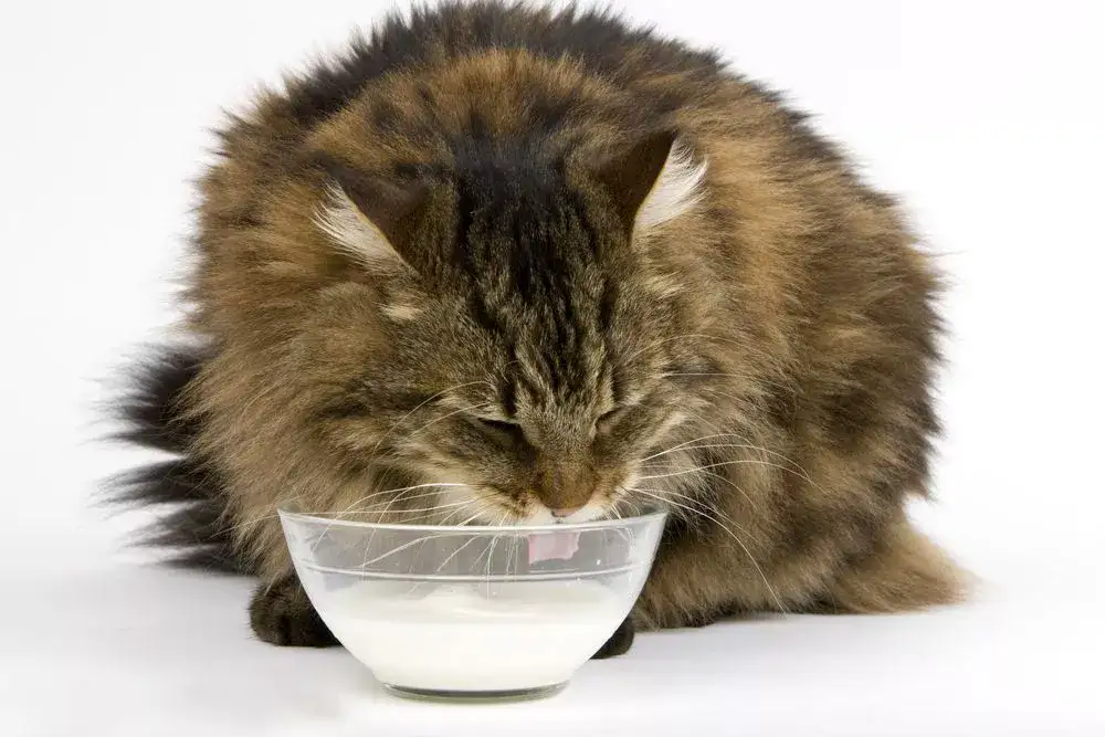 cat, vegan milk