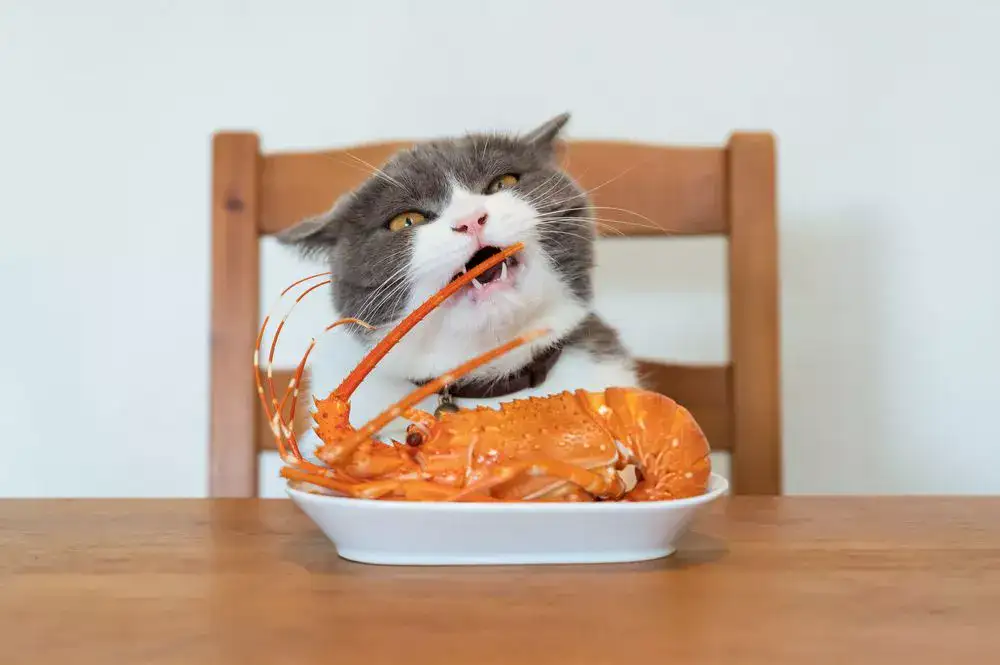 Can cats eat lobster