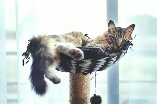 cat on a scratching post