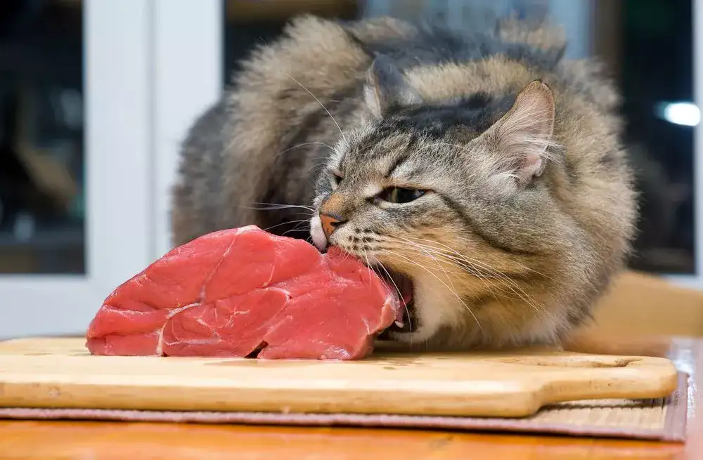 can cat eat raw meat