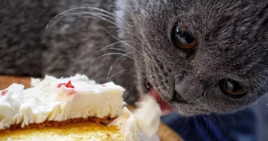 What to do if your cat eats vanilla
