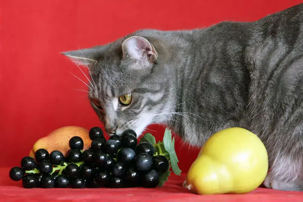 cats eat grape jelly