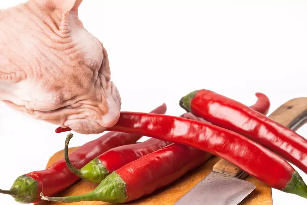 Cats hate red pepper