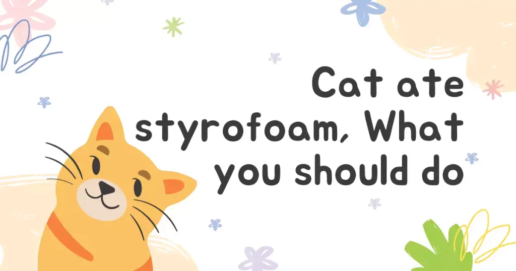 What to Do If Your Cat Ate a Small Piece of Styrofoam