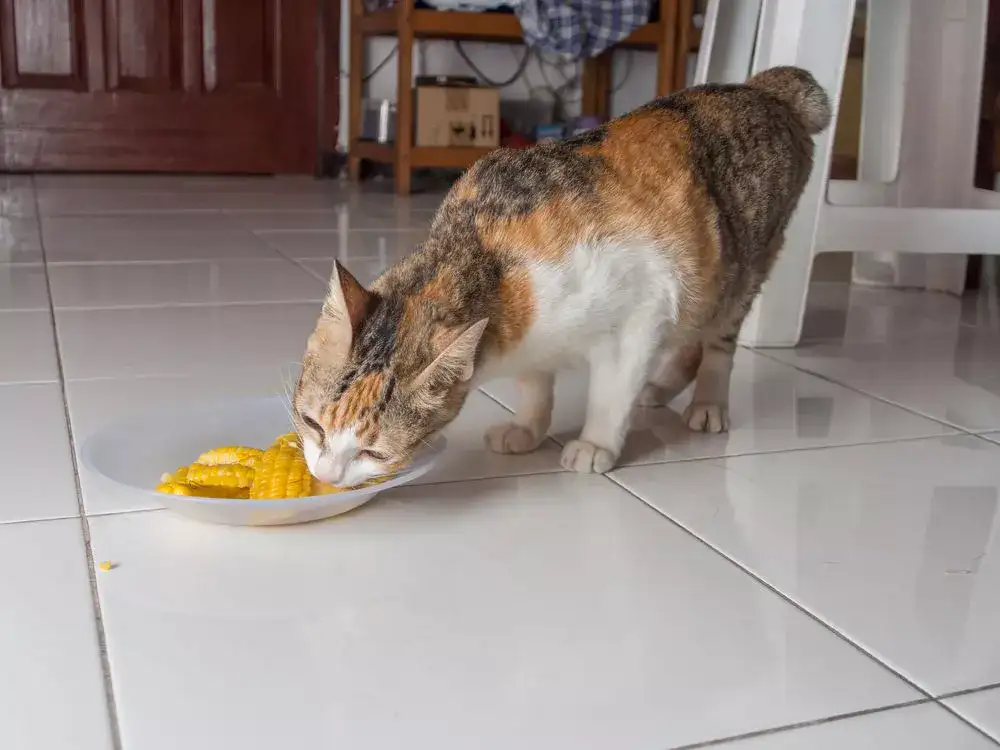 Can Cats Eat Corn?