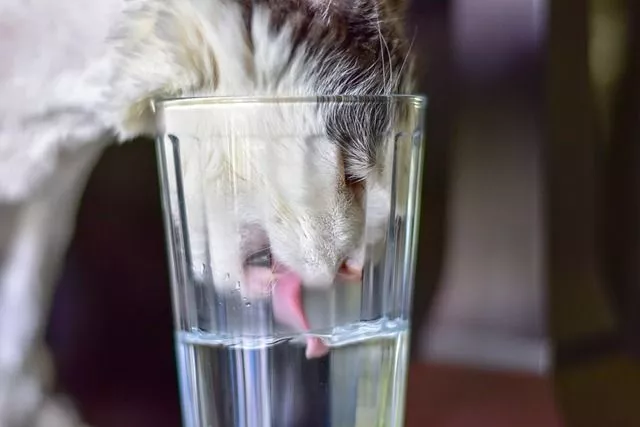 how much water should a cat drink per day
