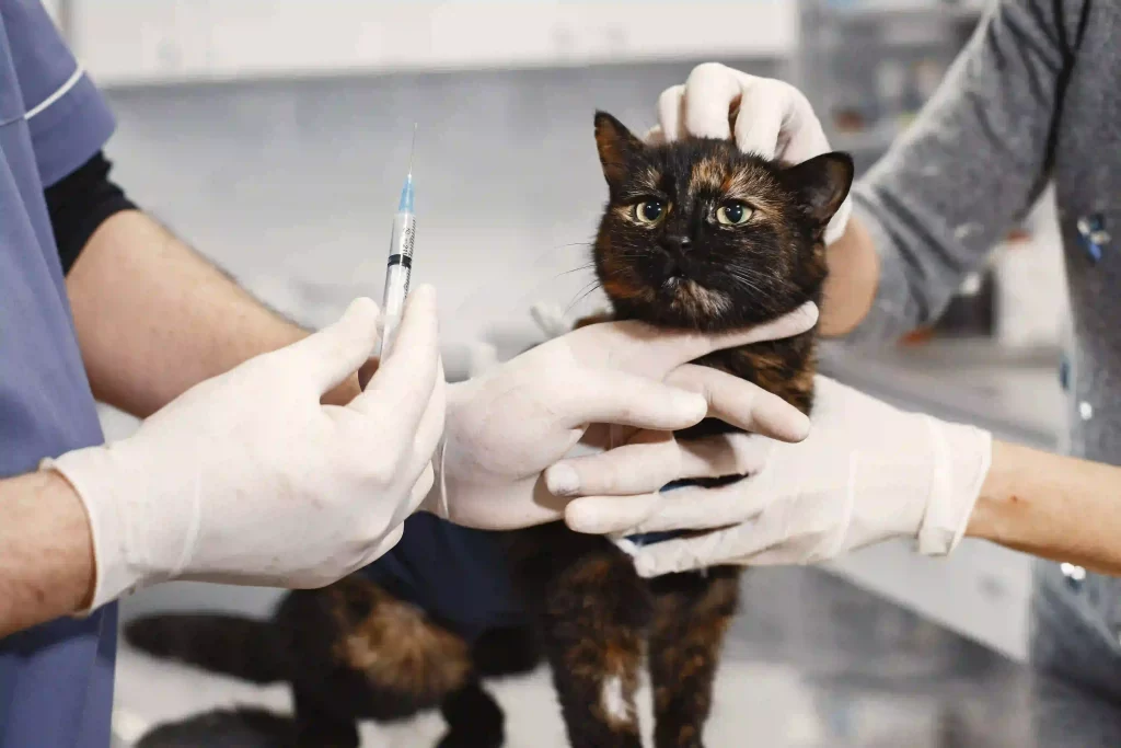 dehydrated cat treated at vet clinics
