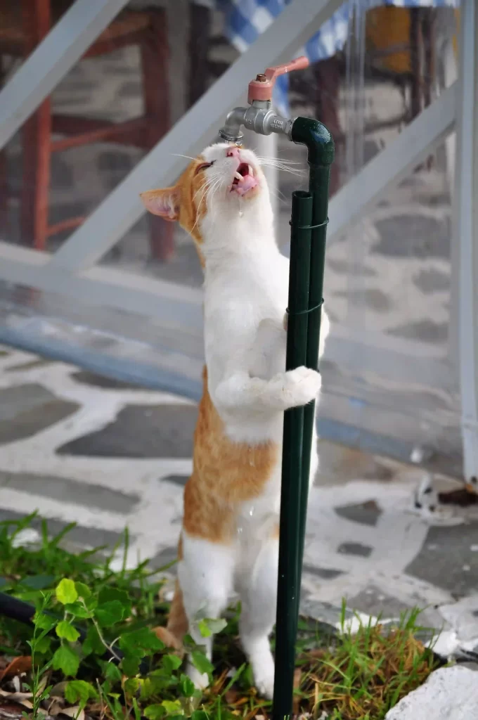 Cat drinking running water