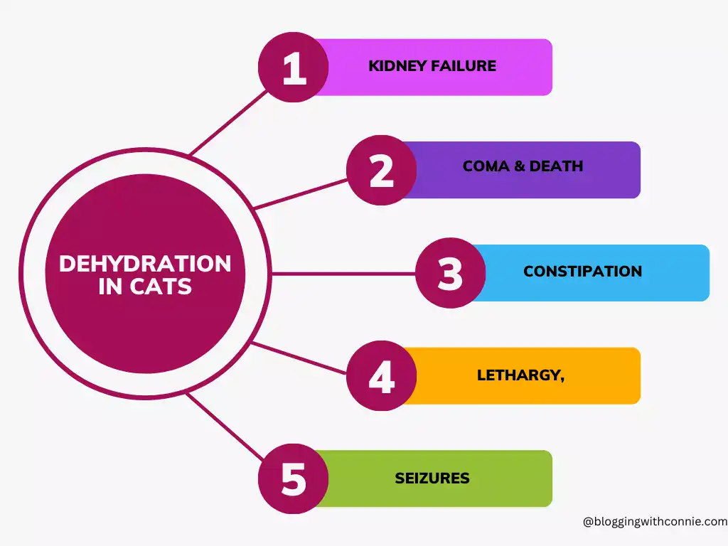 why hydration in cats matters